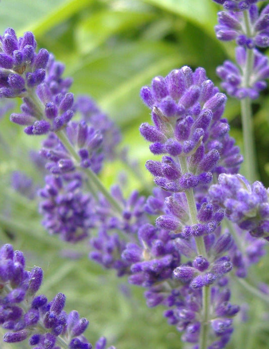 PhenomenalTM Lavender Plant