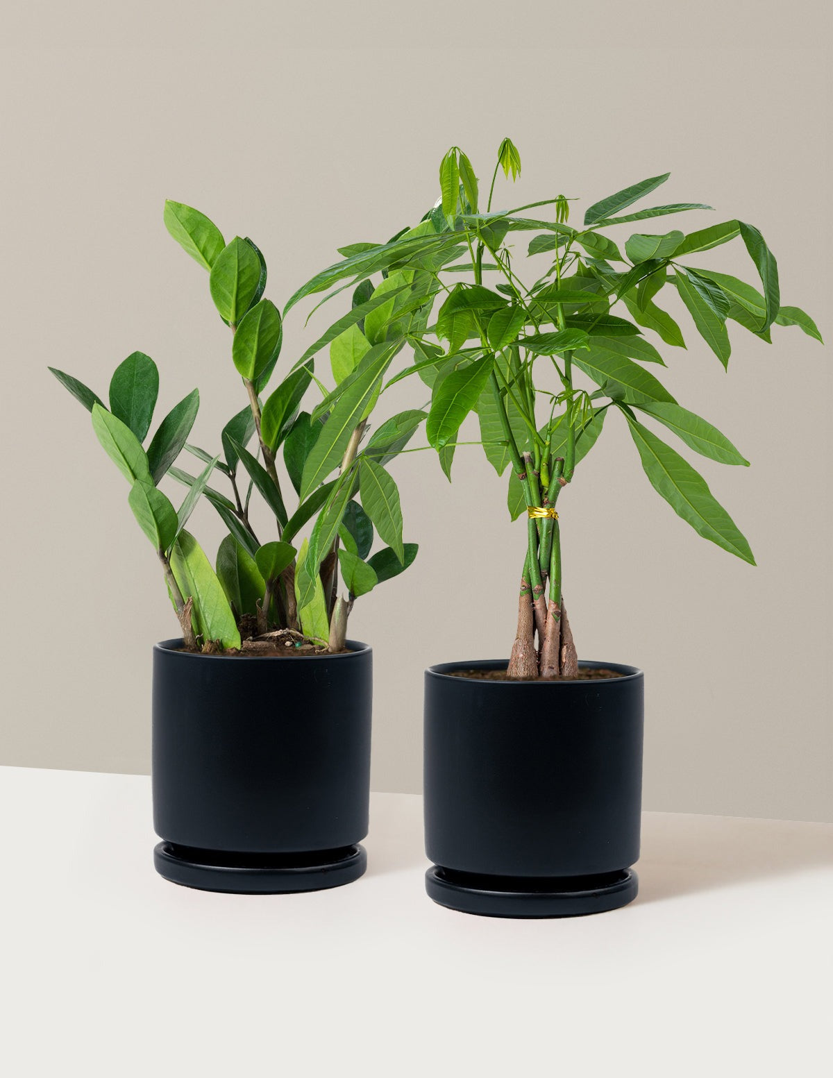 The Easy Care Duo