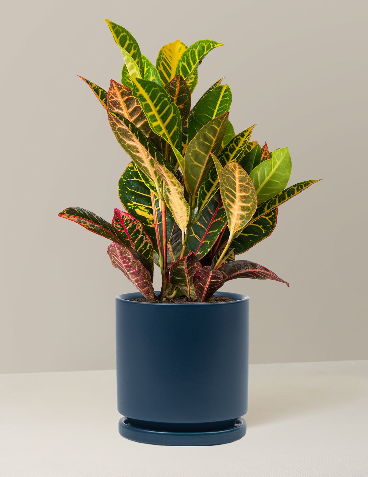 Croton Petra