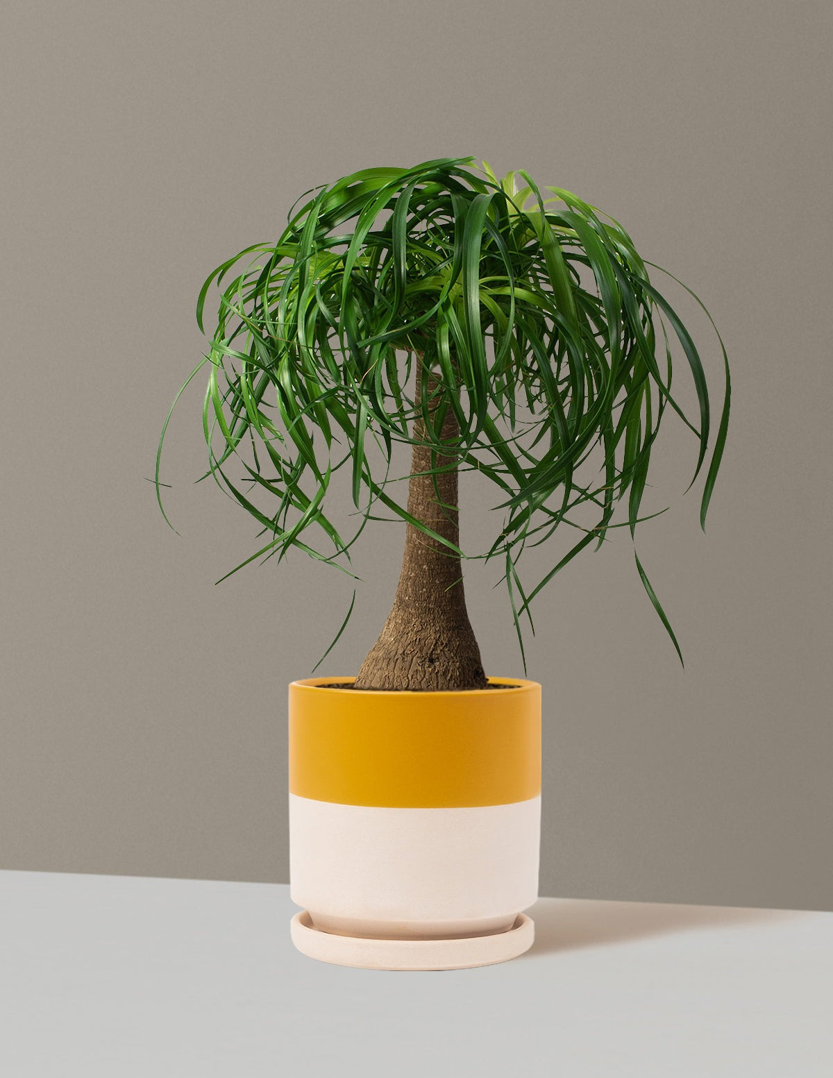 Ponytail Palm
