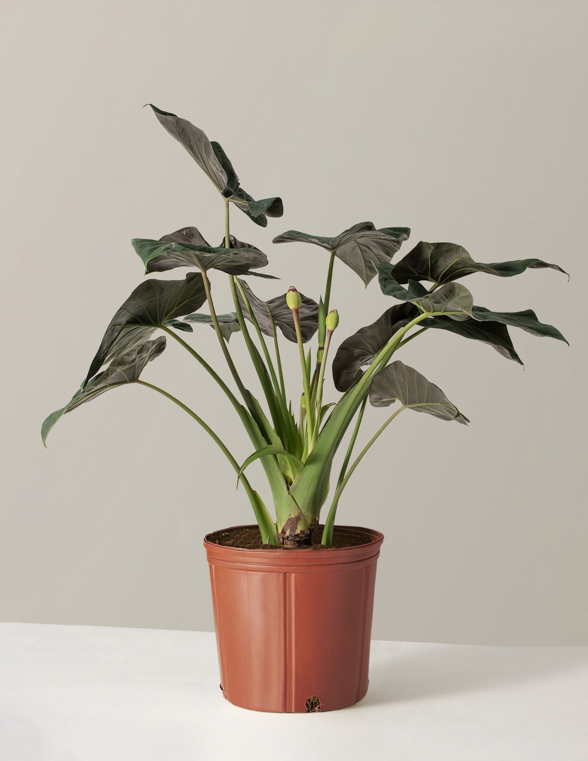 Large Alocasia Regal Shield