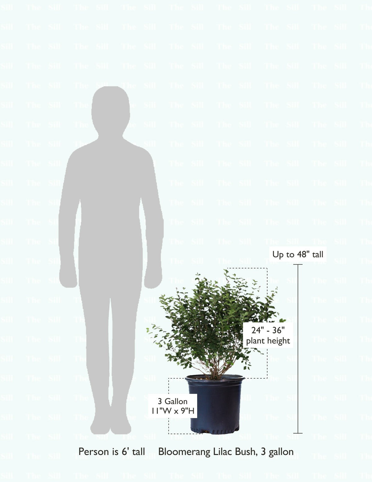 Bloomerang Lilac Bush