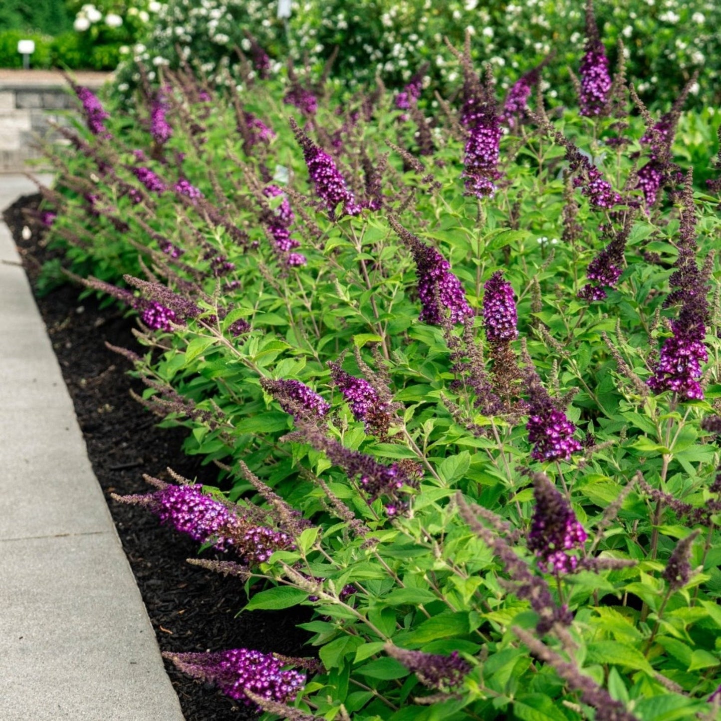 Blueberry PieTM Butterfly Bush
