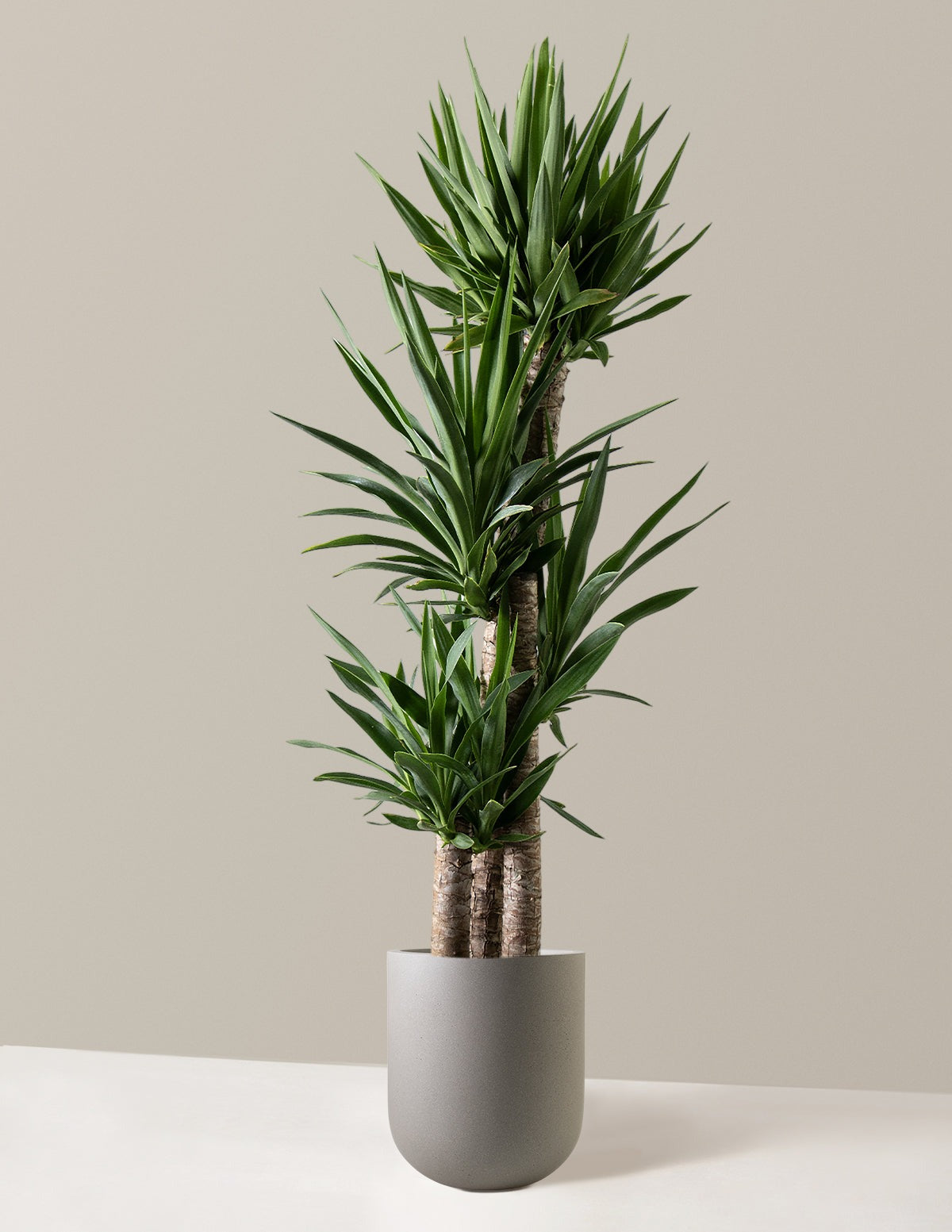 Yucca Plant Multi Stem