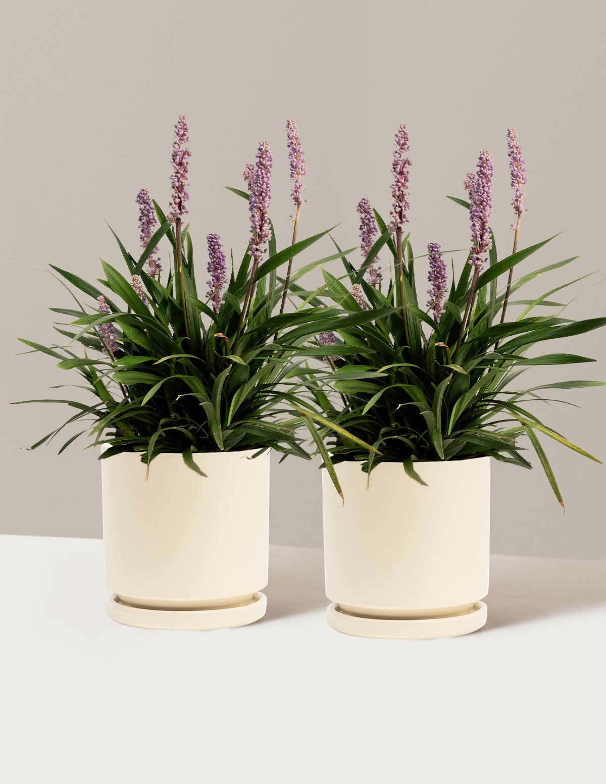Purple ExplosionTM Lilyturf