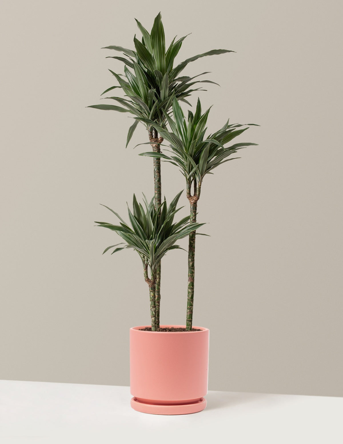 Large Dracaena Warneckii
