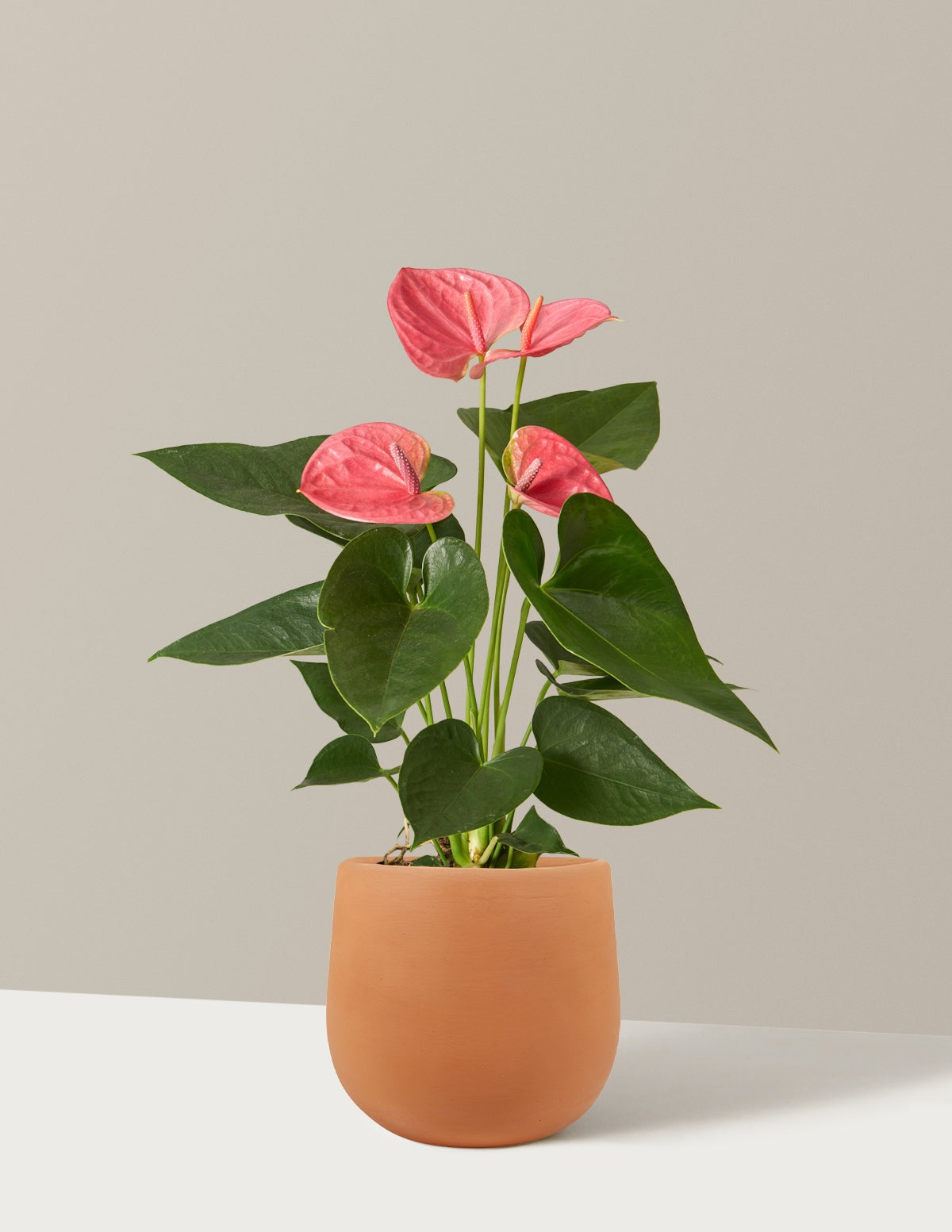 Pink Anthurium