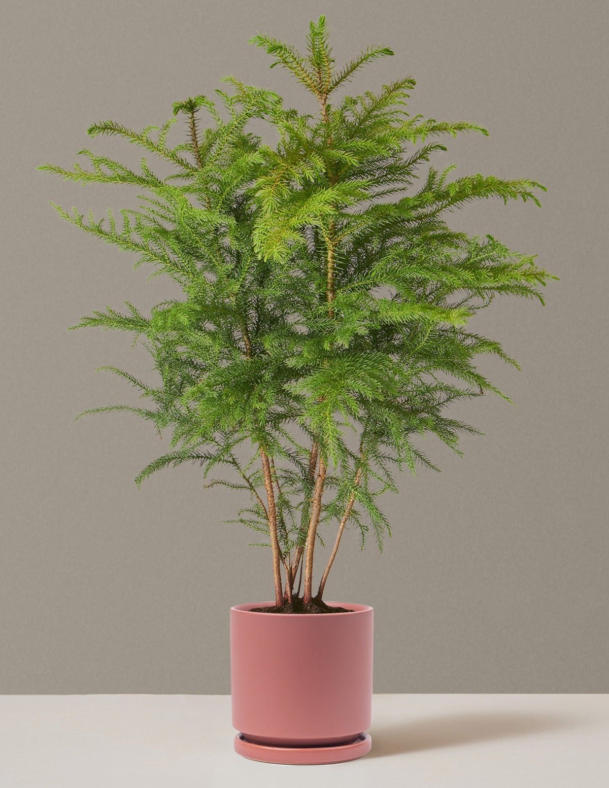 Norfolk Island Pine