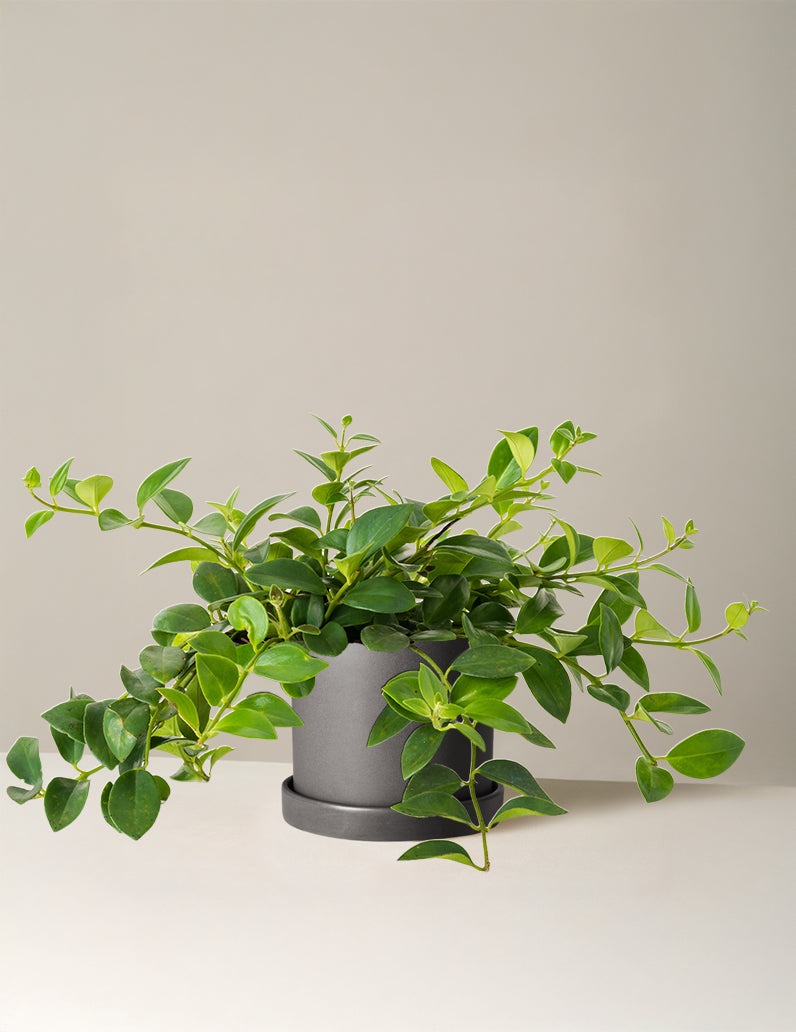 Lipstick Plant