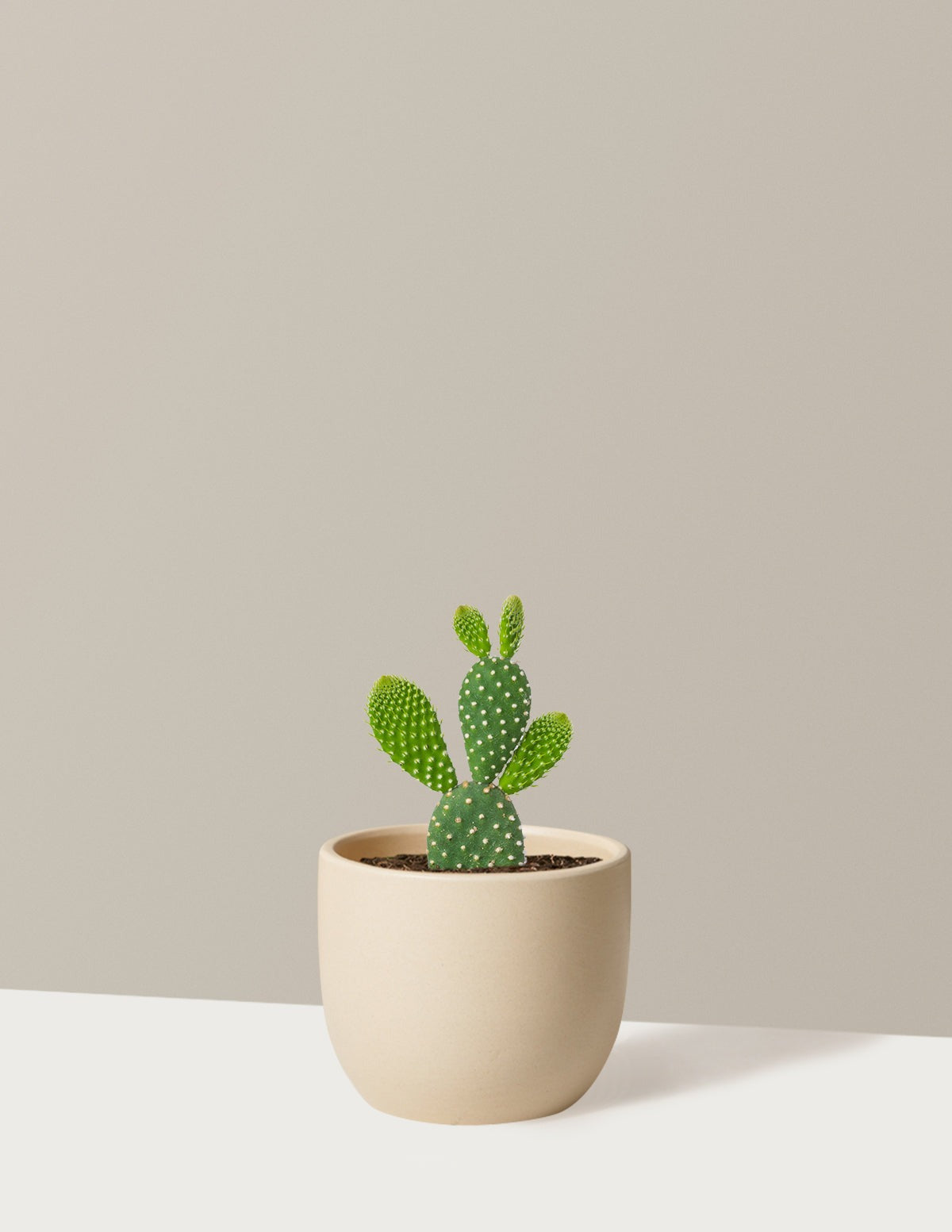 Bunny Cactus