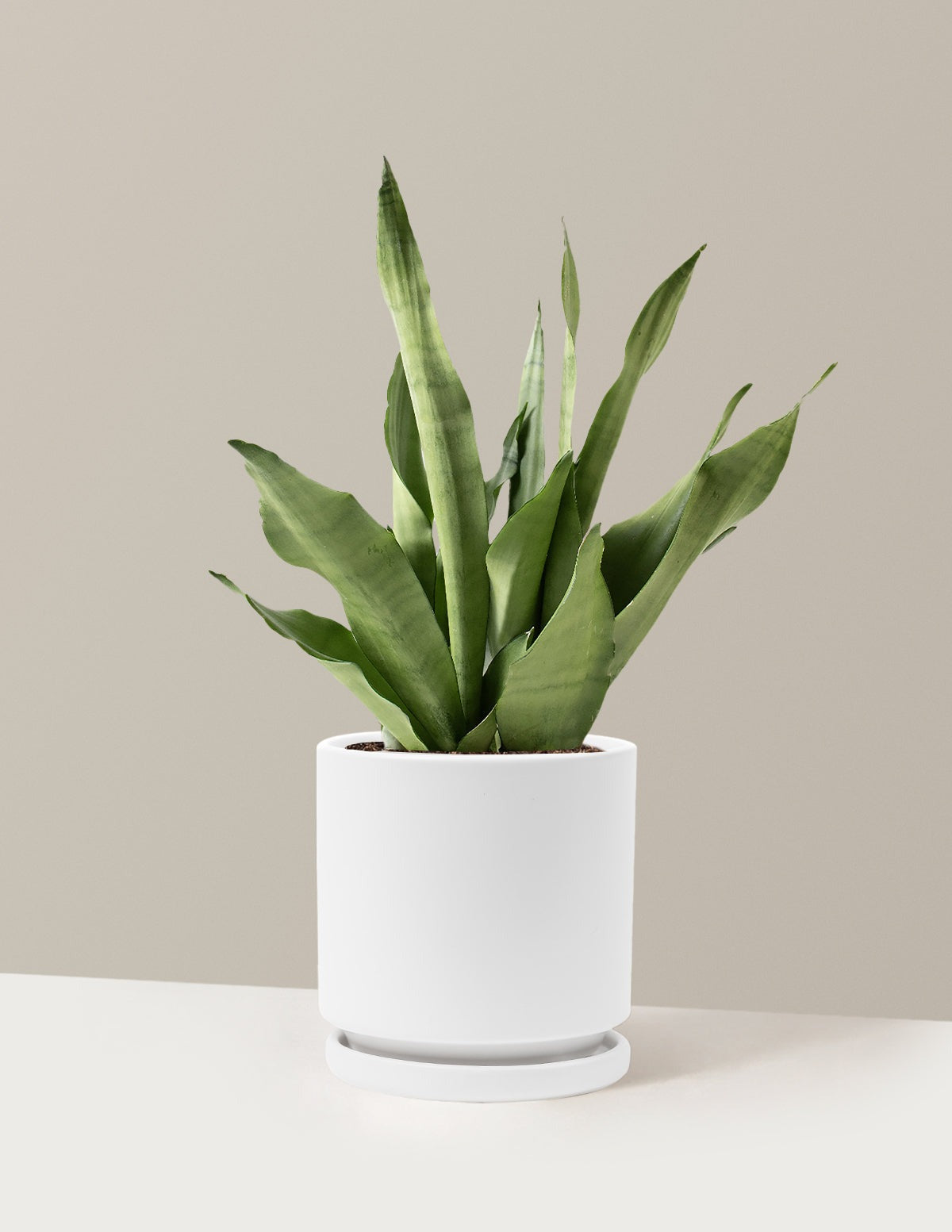 Moonshine Snake Plant
