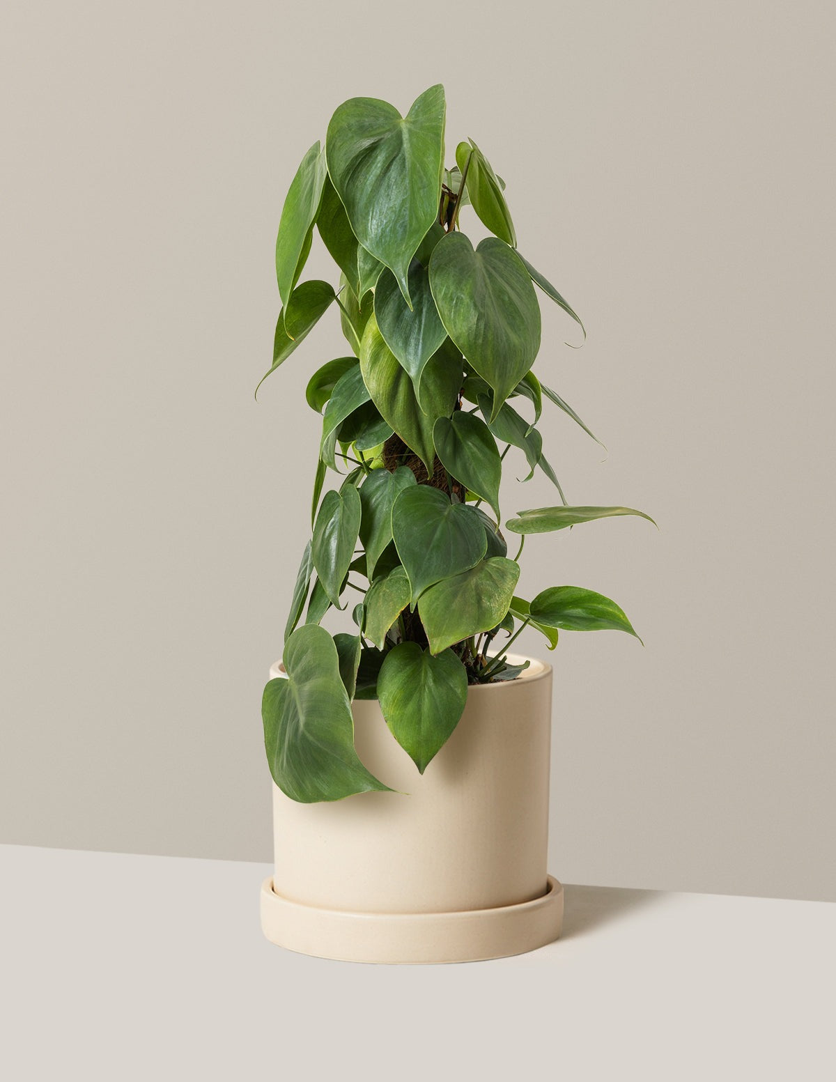 Heartleaf Philodendron Totem