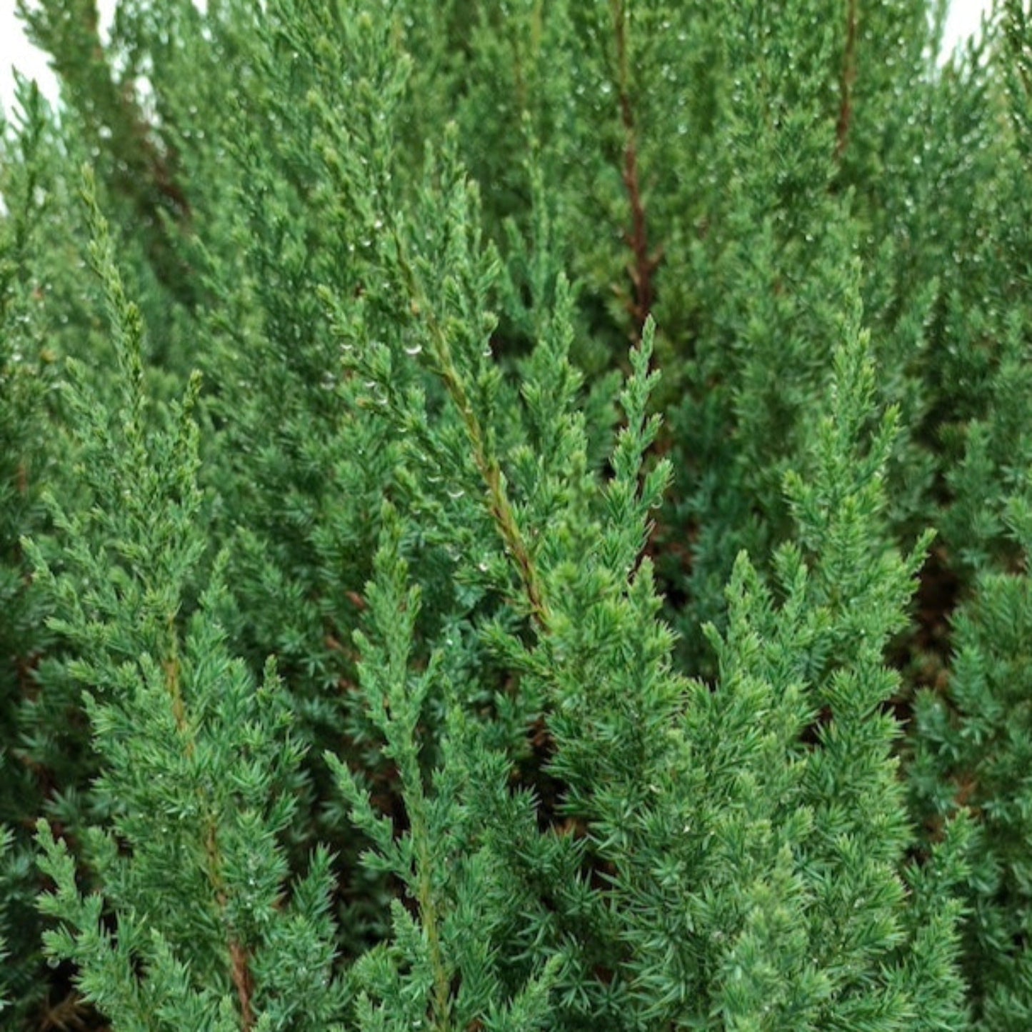 Blue Point Juniper Topiary Tree