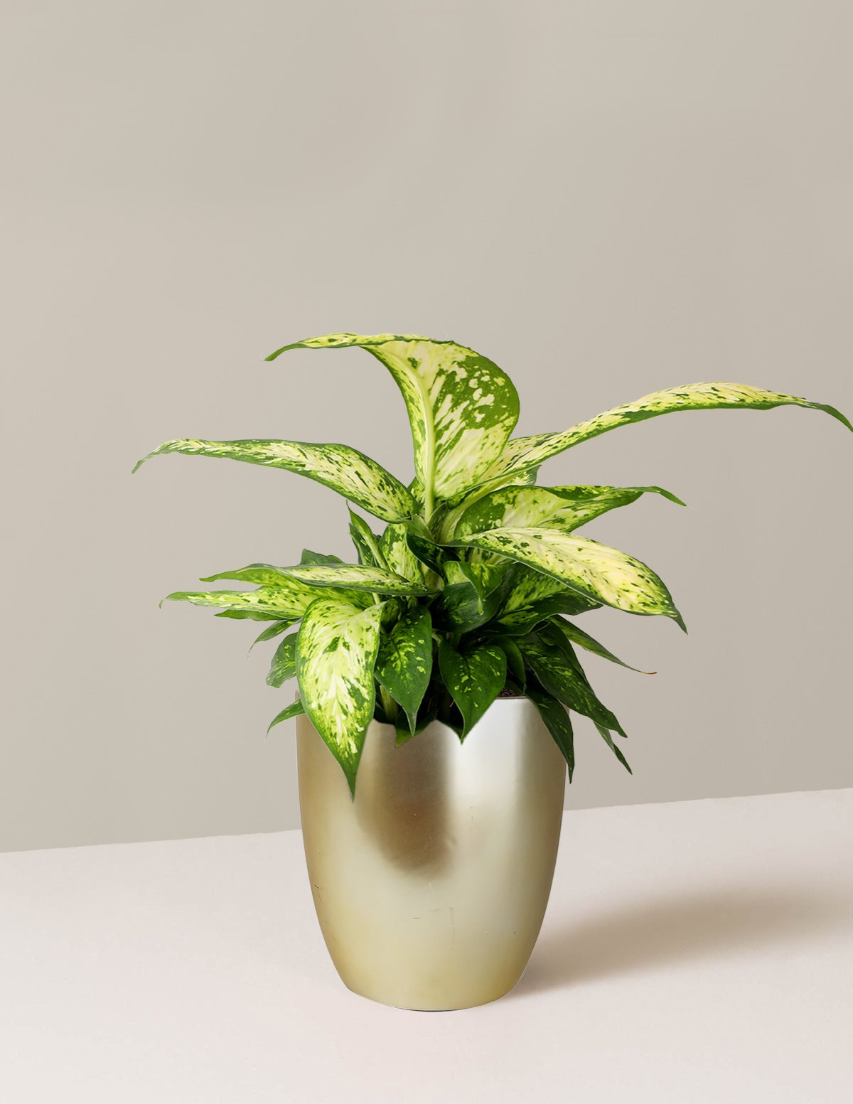 Dieffenbachia Star Bright