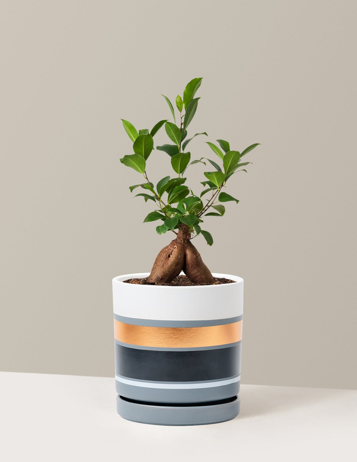 Bonsai Ficus Ginseng