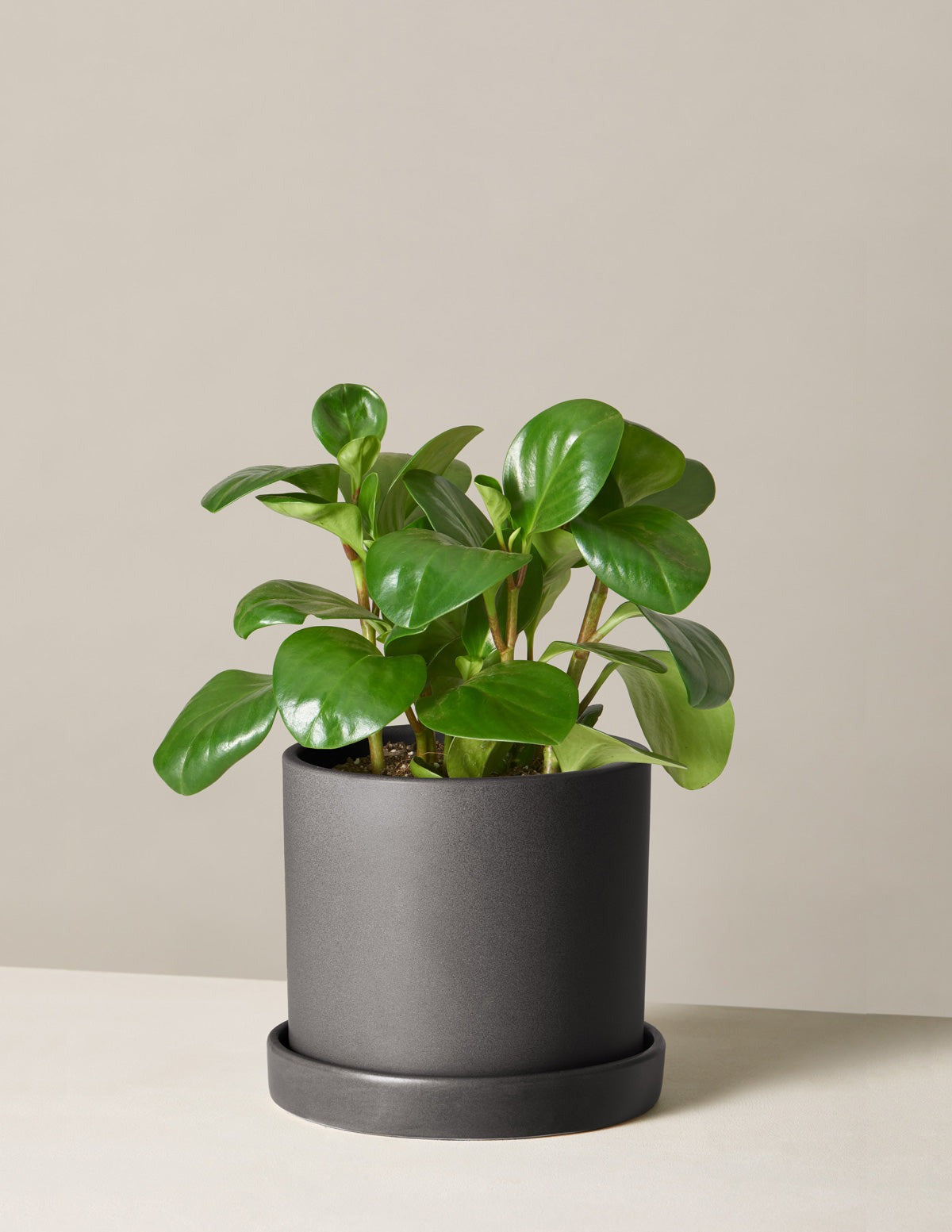 Baby Rubber Plant