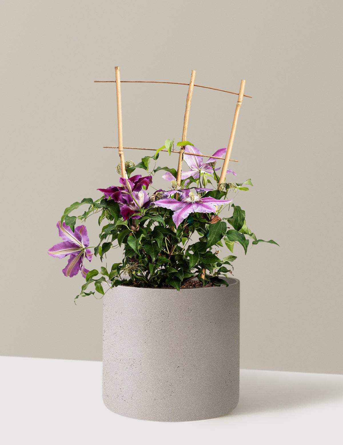 Dr. Ruppel Clematis