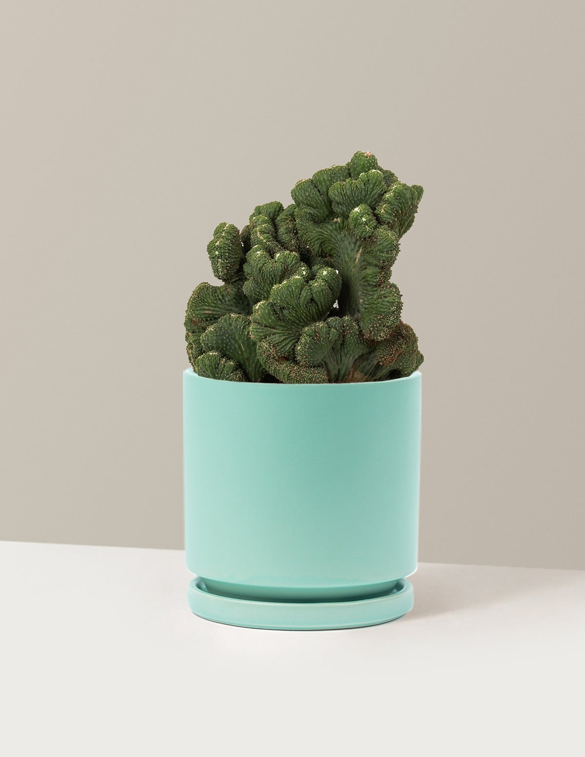 Cereus Green Coral Cactus