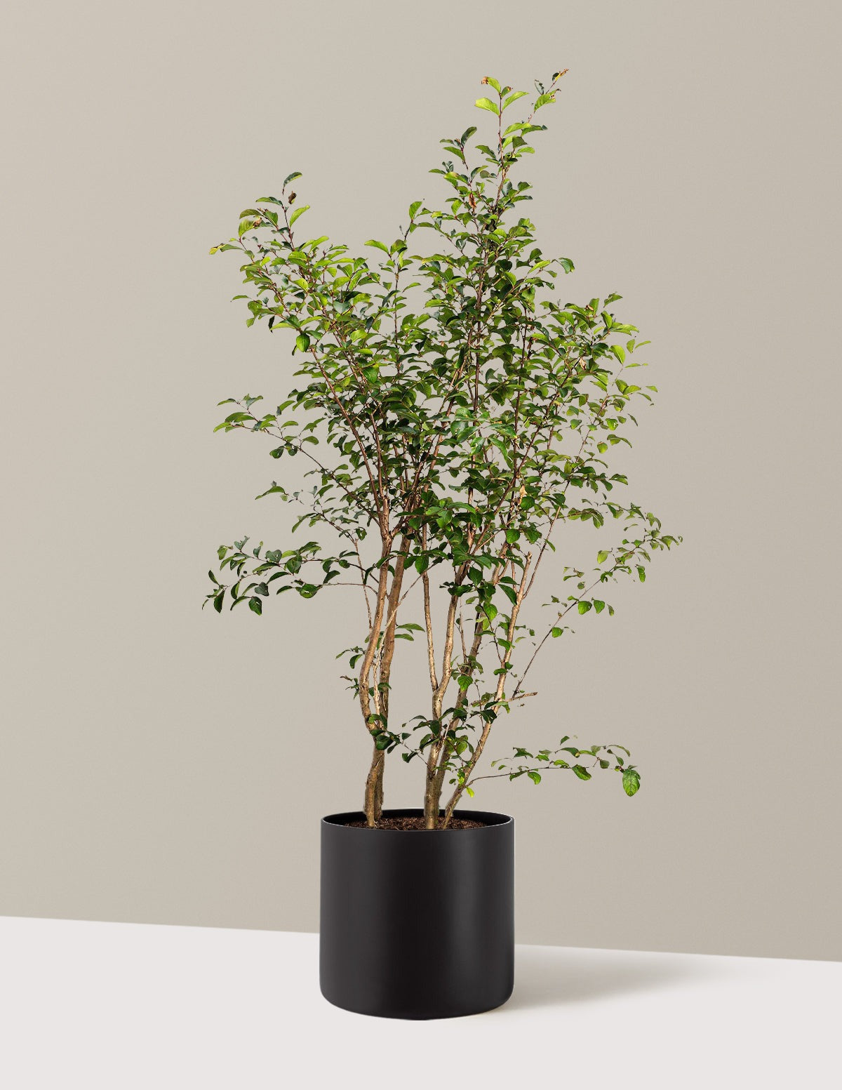 Tuscarora Crapemyrtle
