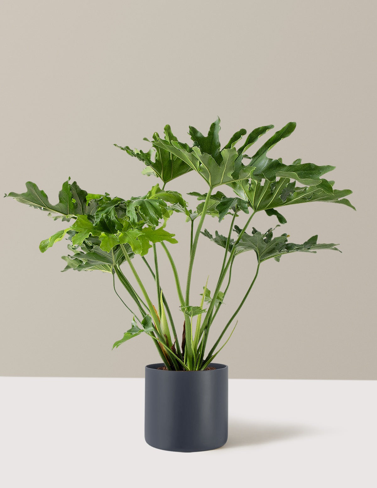 Large Philodendron Selloum Hope