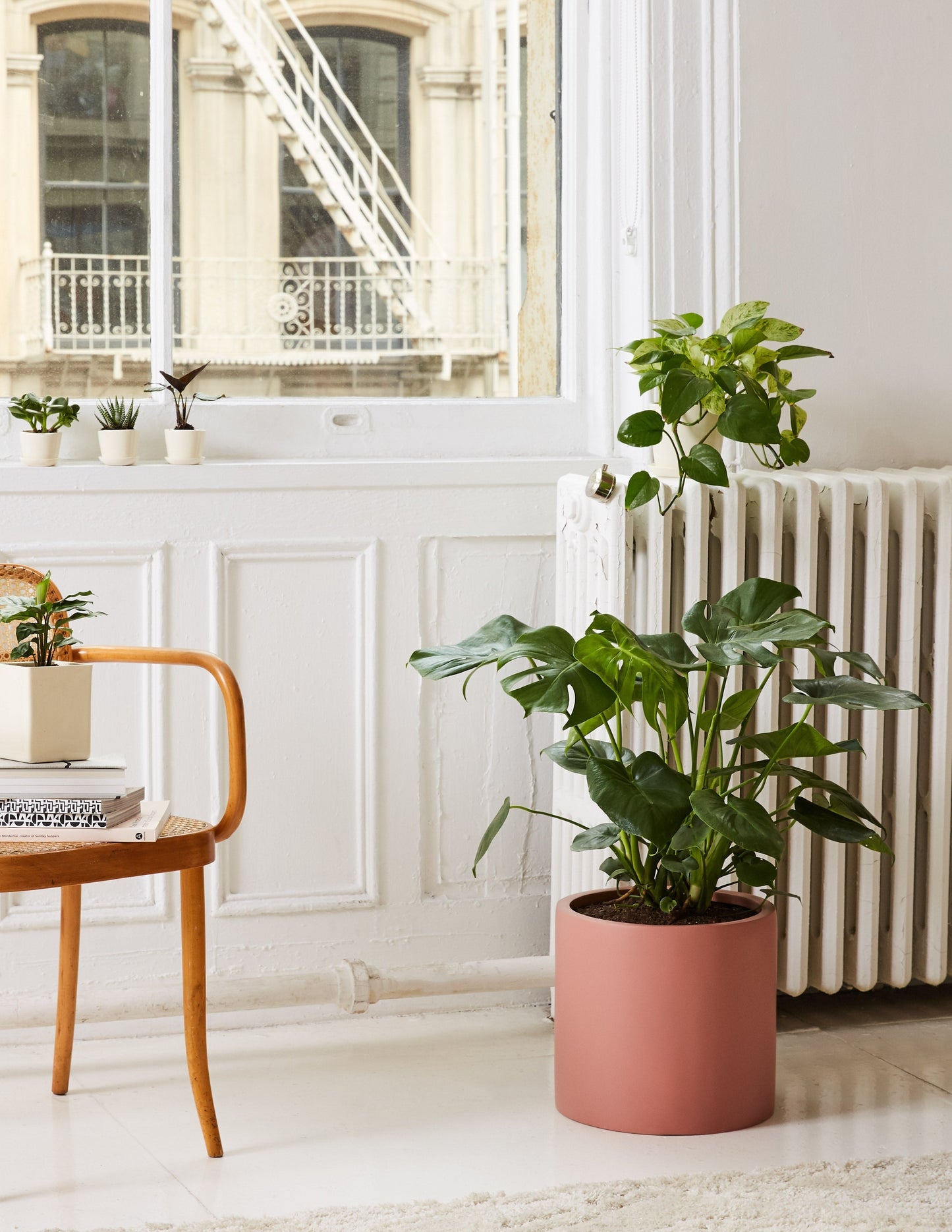Monstera Deliciosa