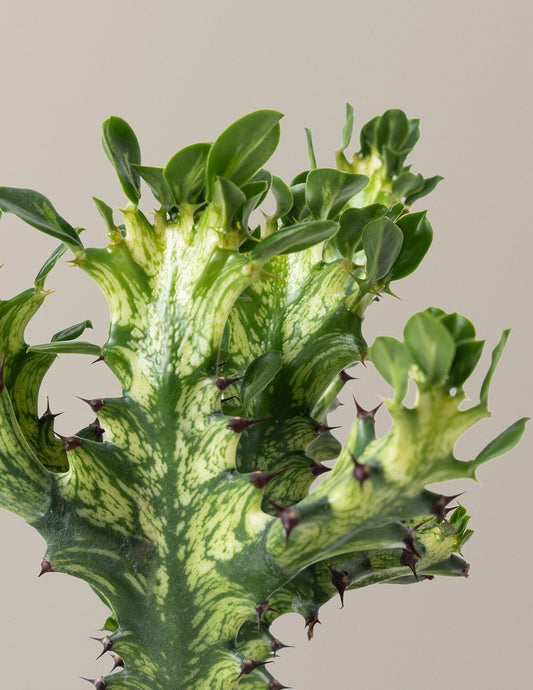 Euphorbia Mint Cream