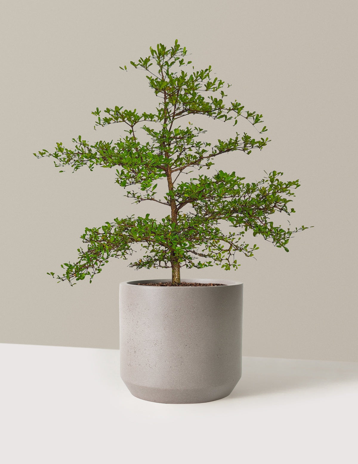 Black Olive Tree