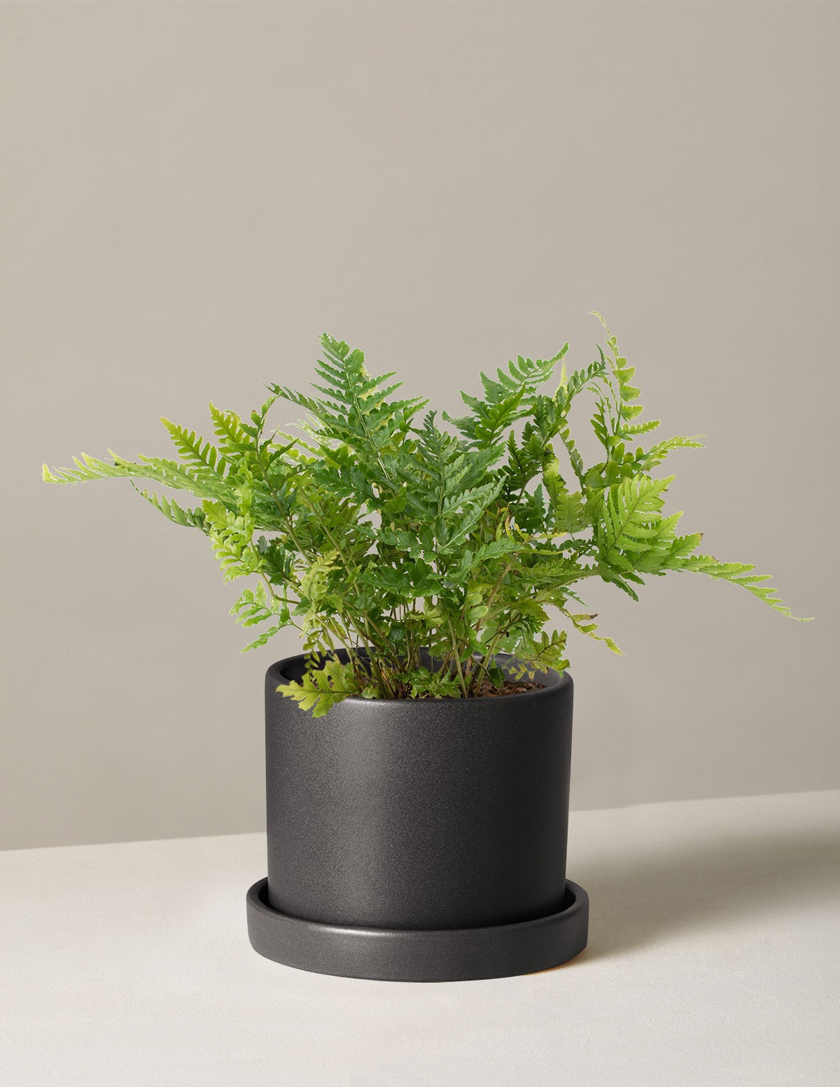 Japanese Shield Fern