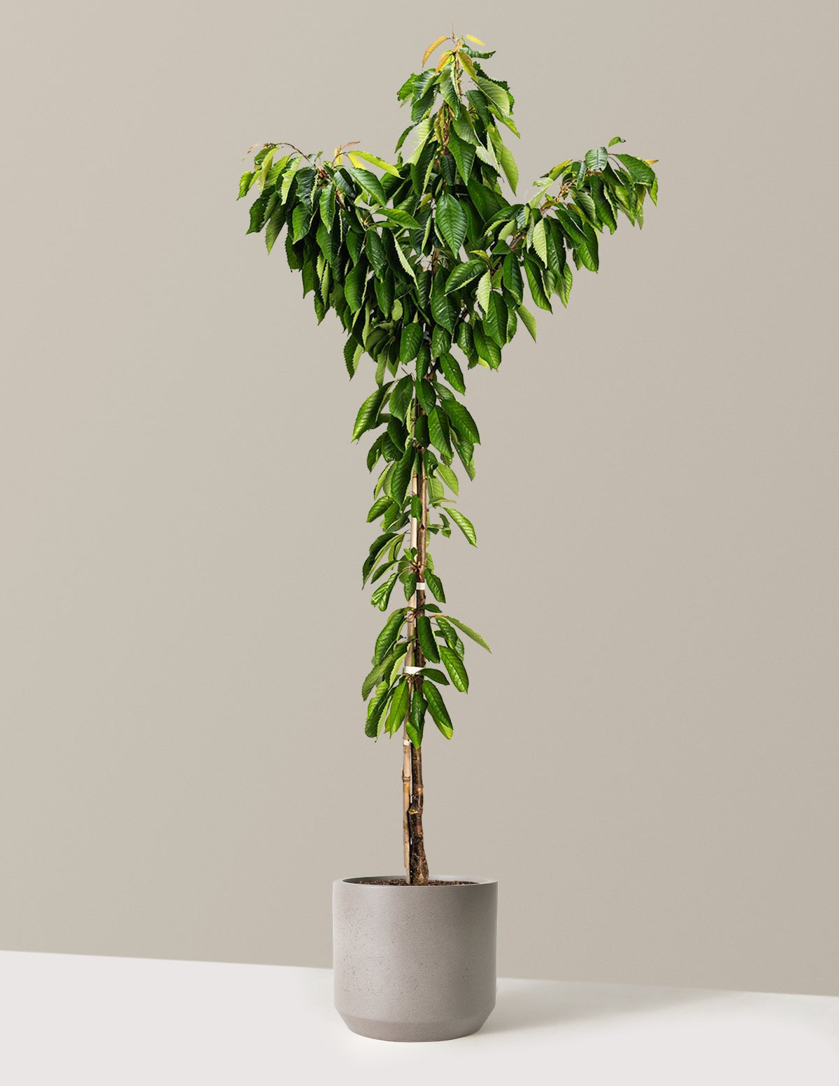 Bing Cherry Tree