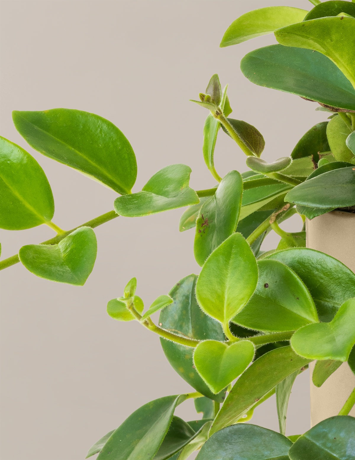 Lipstick Plant