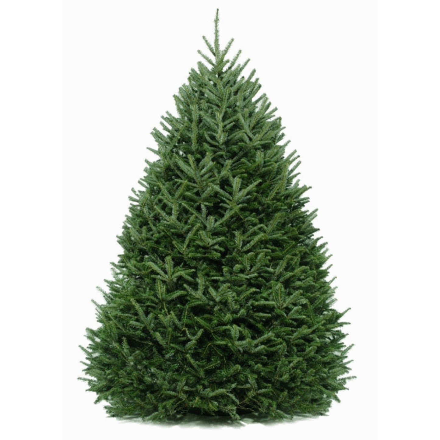 6 Ft. Fraser Fir Tree (Live Cut)