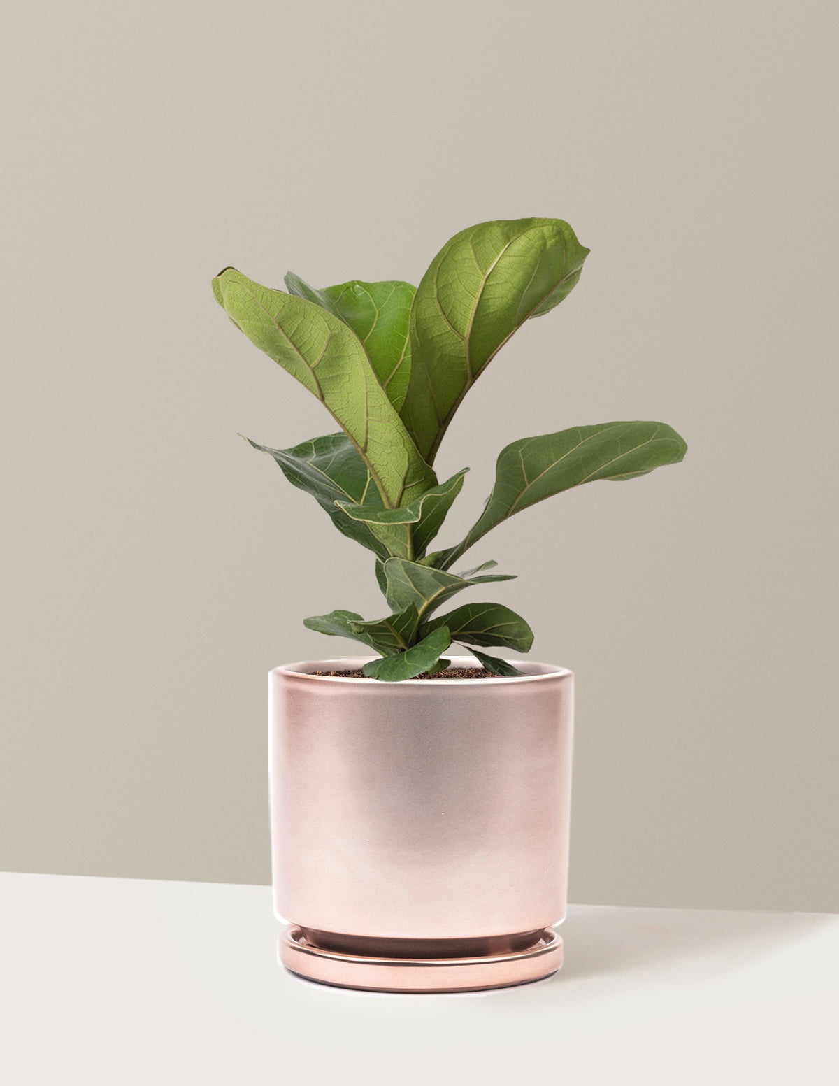Fiddle Leaf Fig Bush