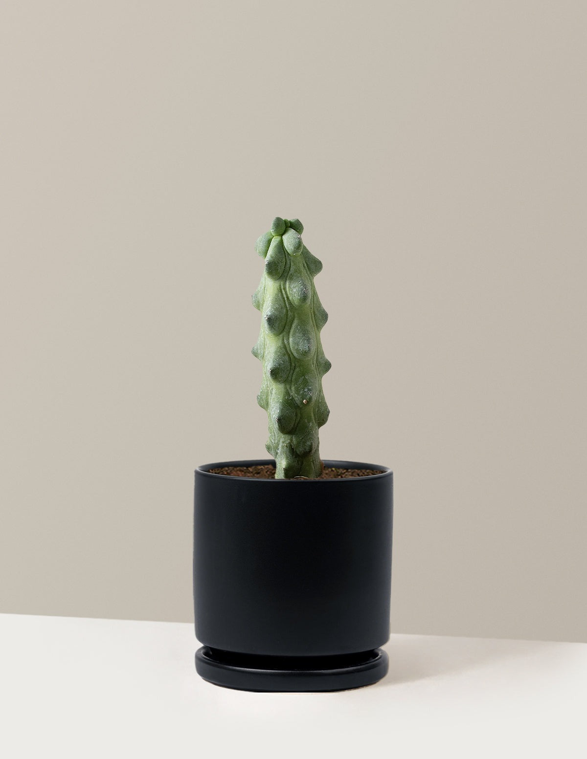 Boobie Cactus