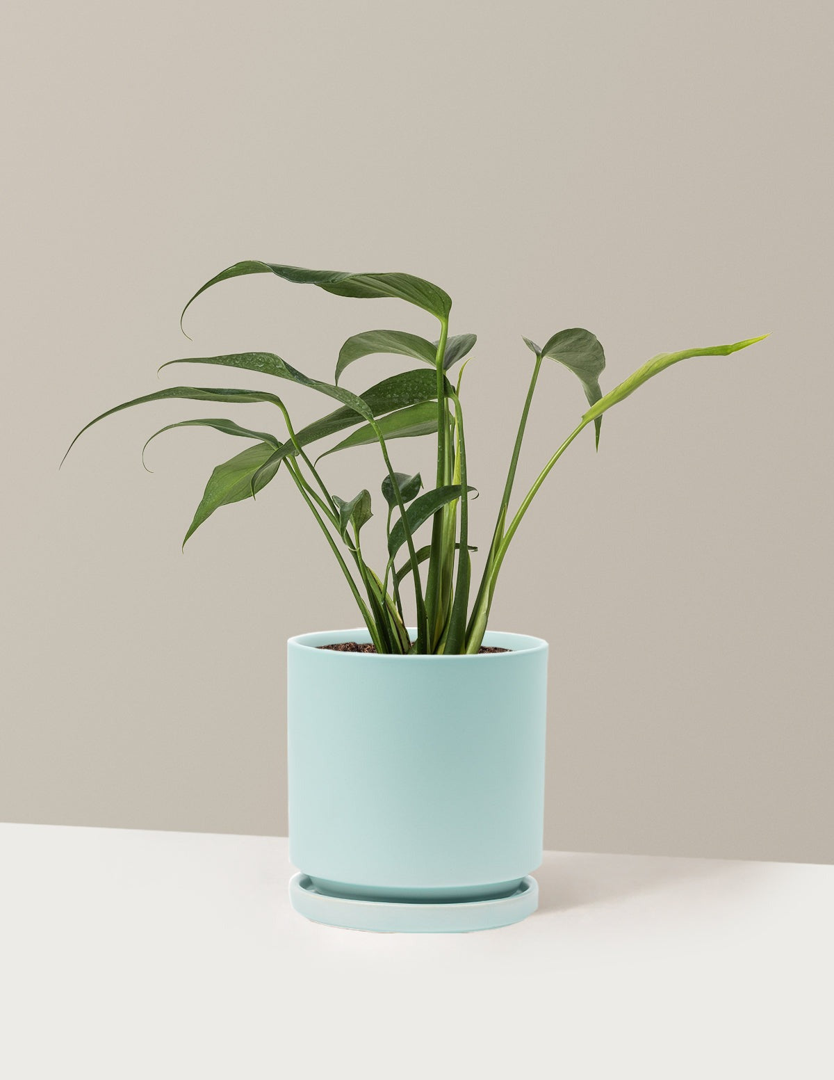 Monstera Burle Marx Flame
