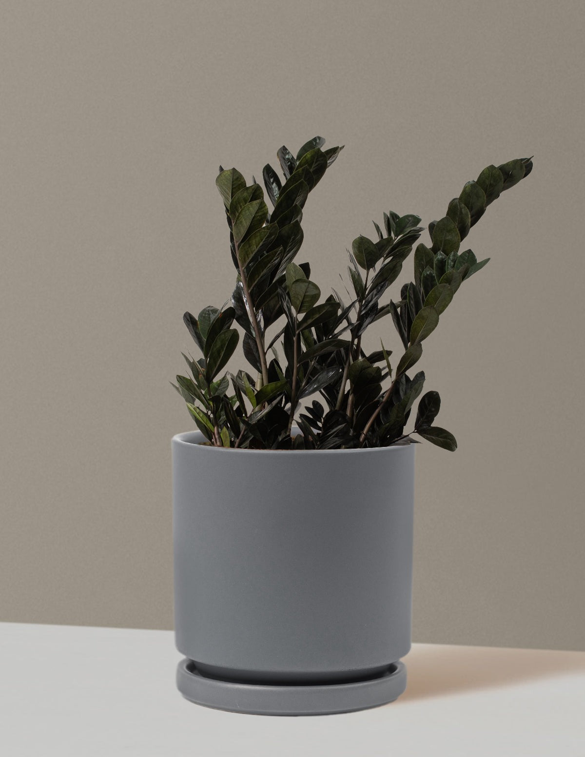 Black ZZ Plant