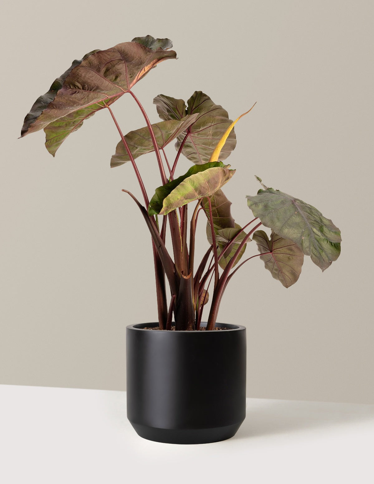 RedemptionTM Colocasia