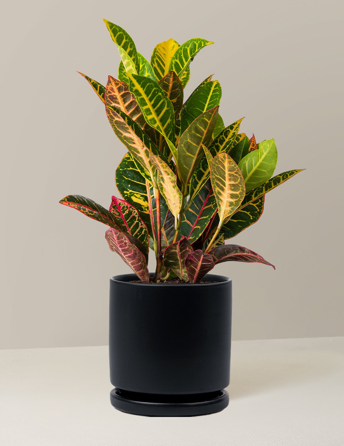 Croton Petra
