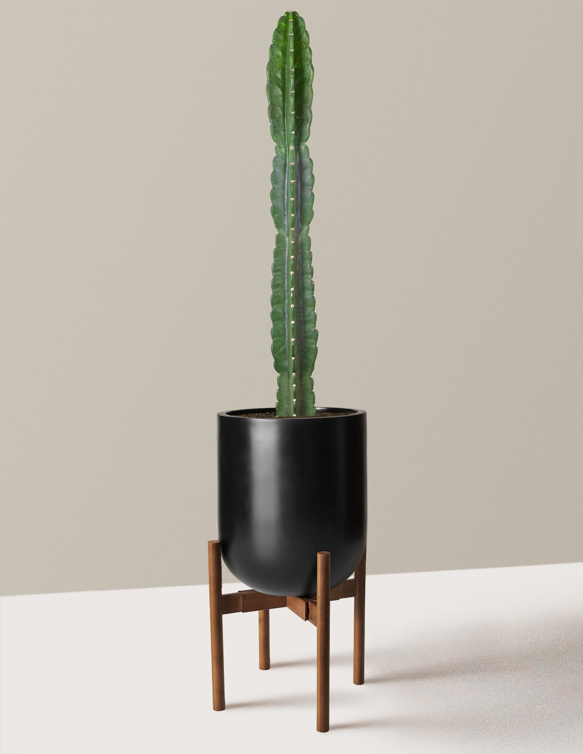 Cuddly Cactus
