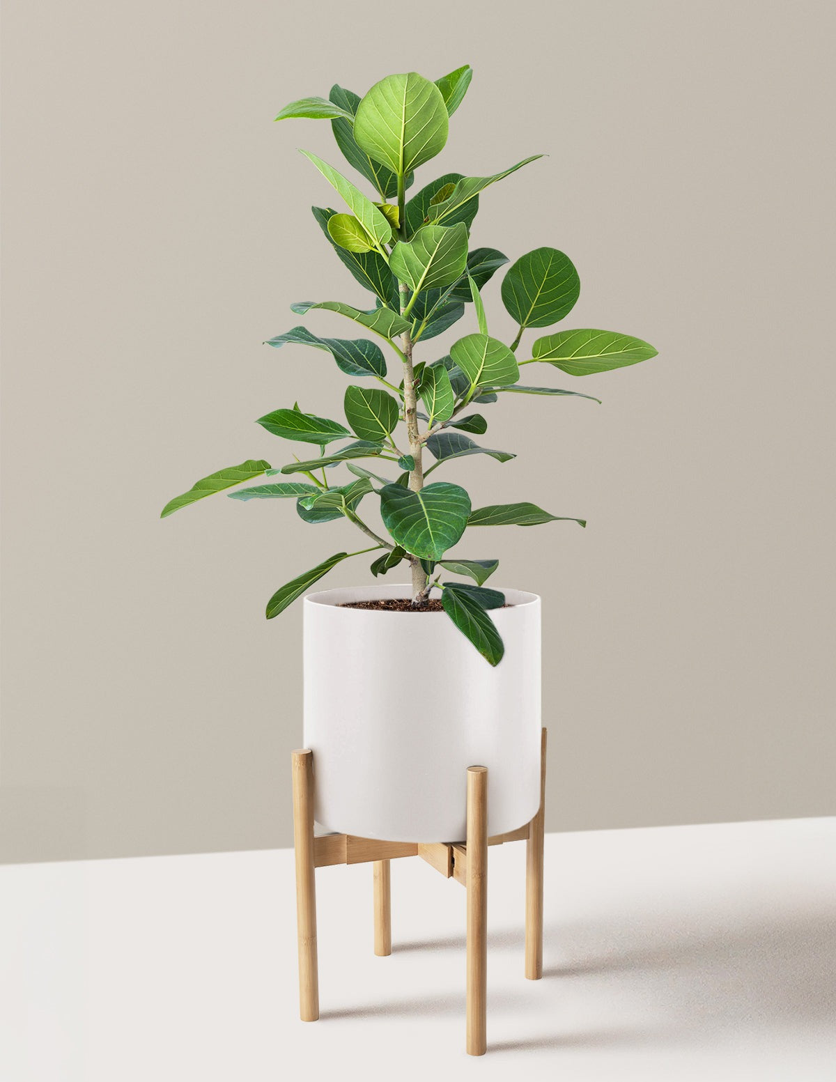 Ficus Audrey Bush