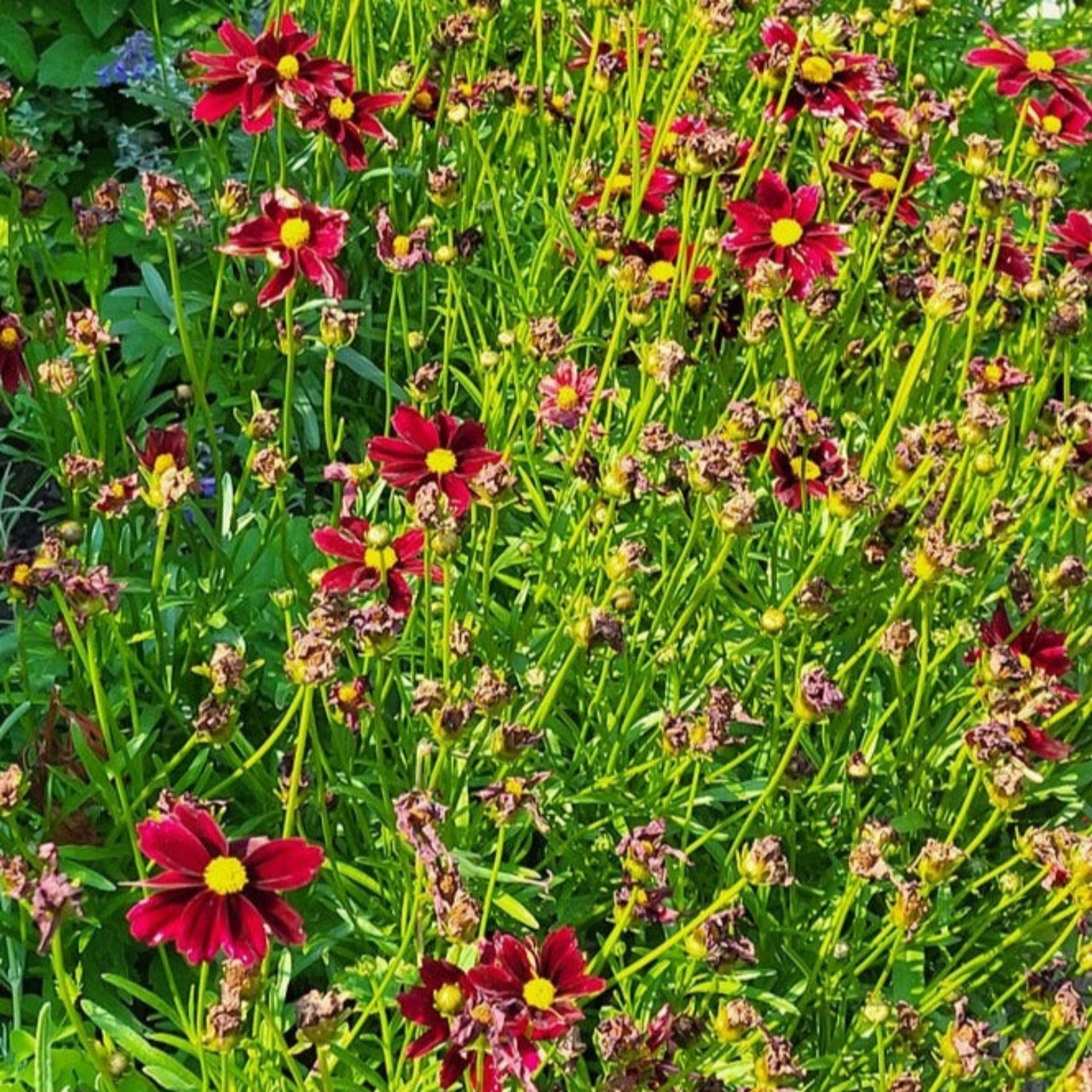 Li'l BangTM Red Elf Coreopsis