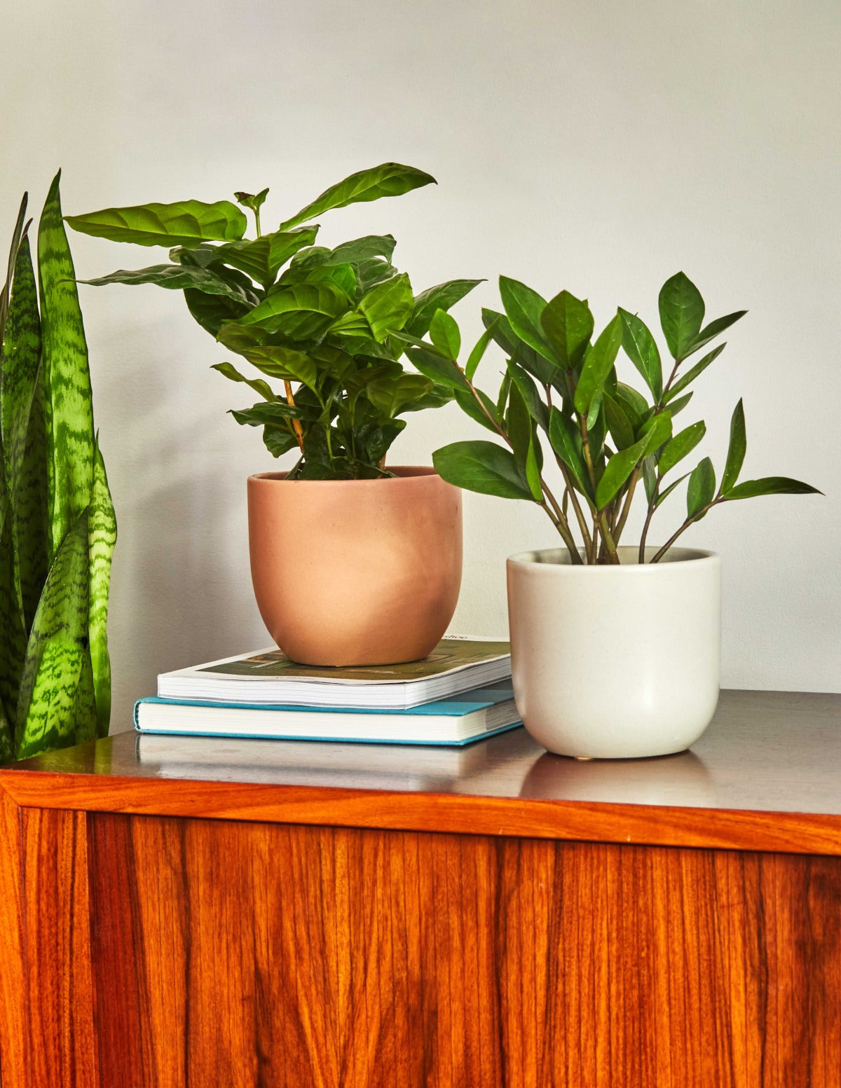 ZZ Plant Party Pack