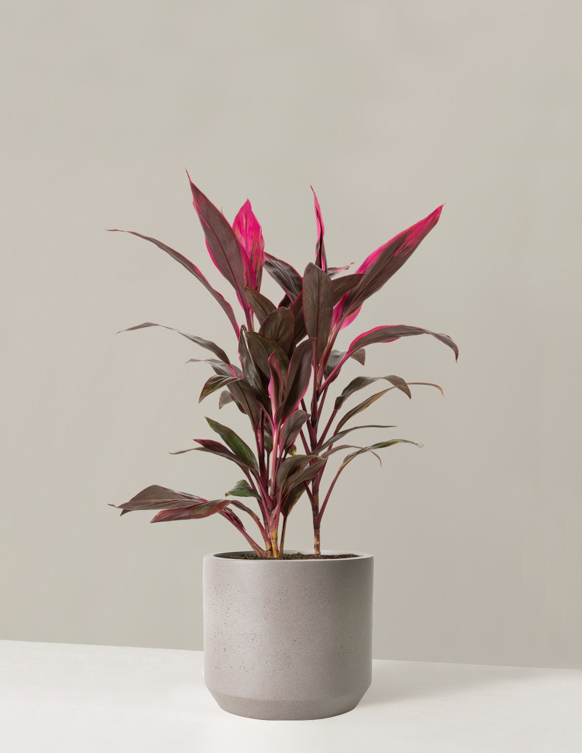 Large Cordyline Red Sister