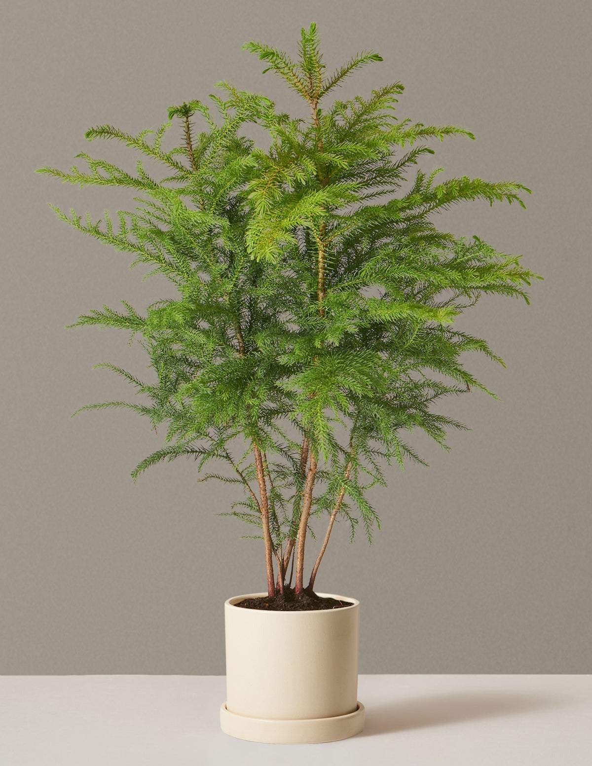Norfolk Island Pine