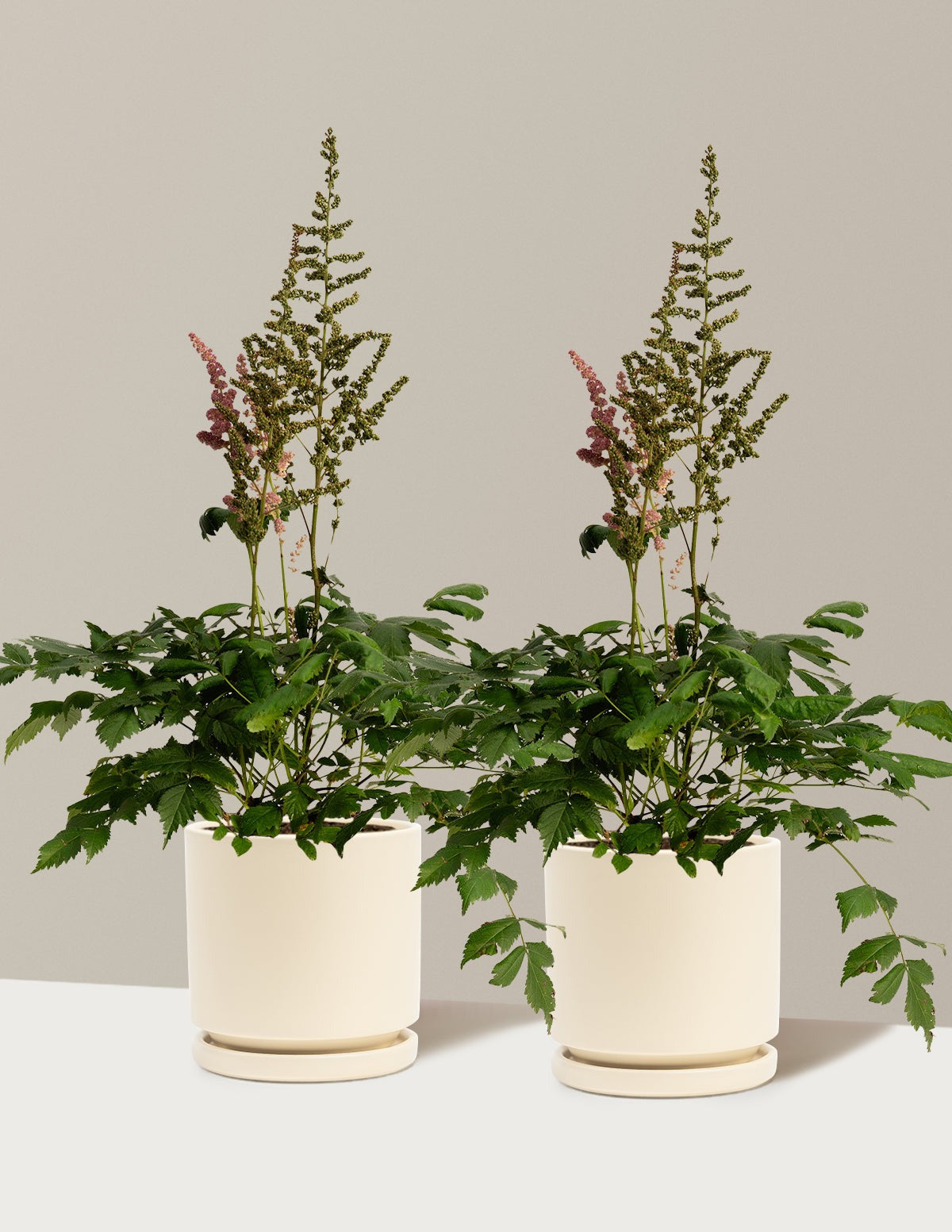 Vision in Pink Astilbe
