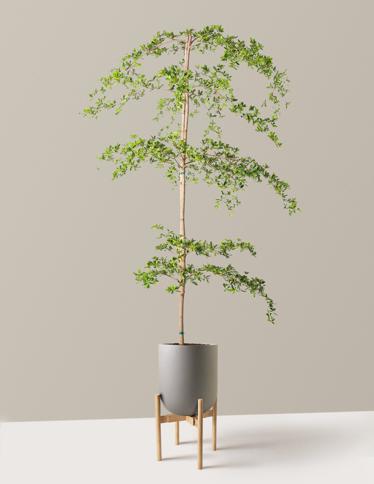 Black Olive Tree