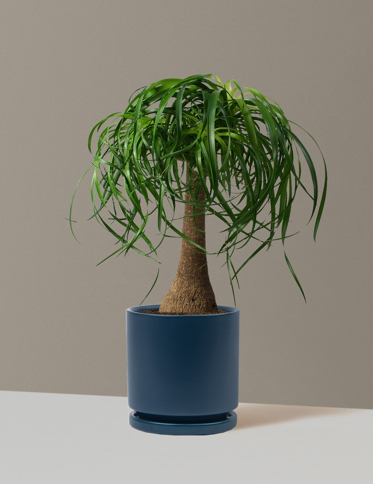 Ponytail Palm