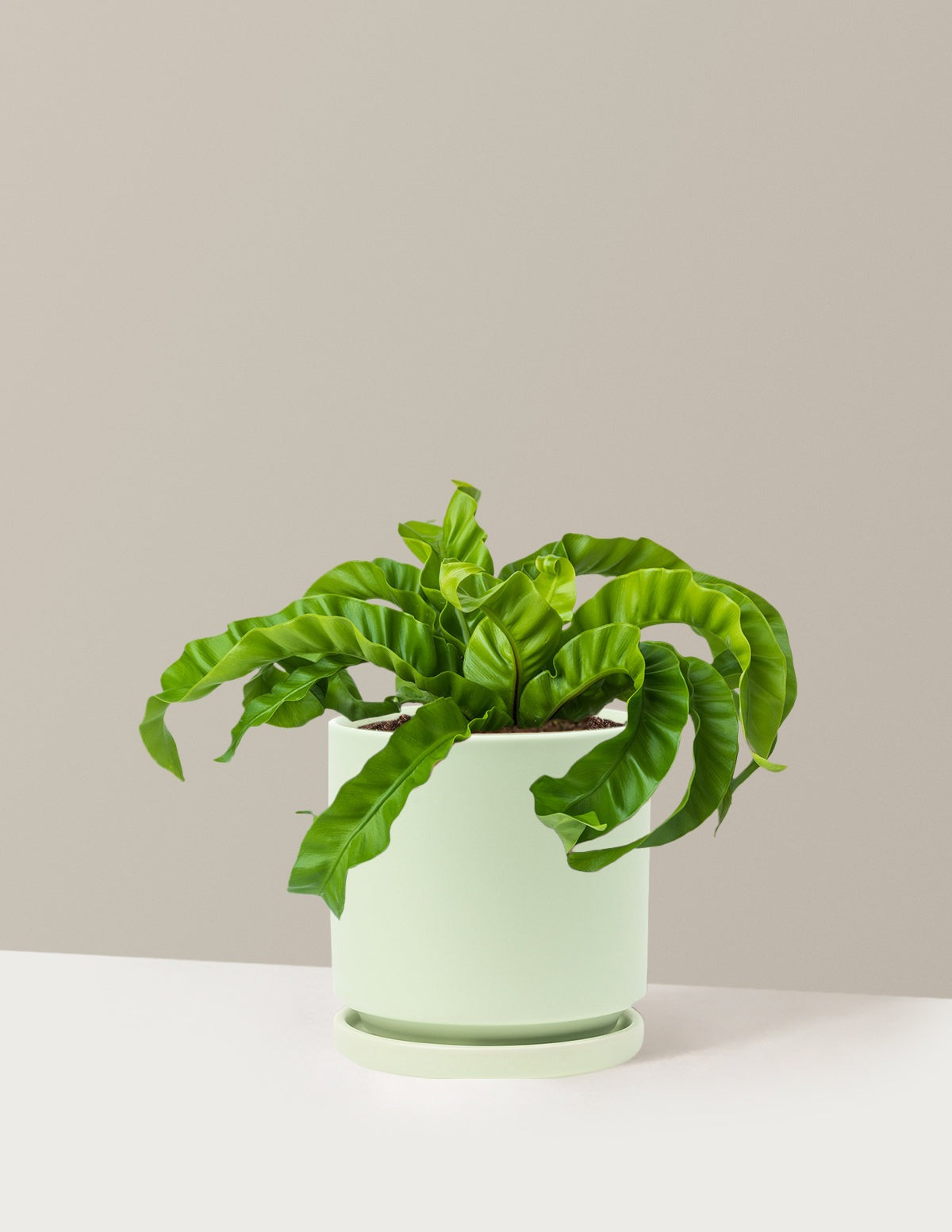 Hurricane Fern