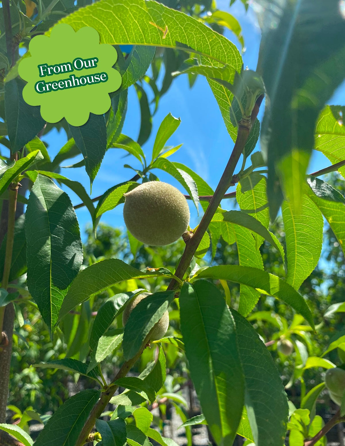 Contender Peach