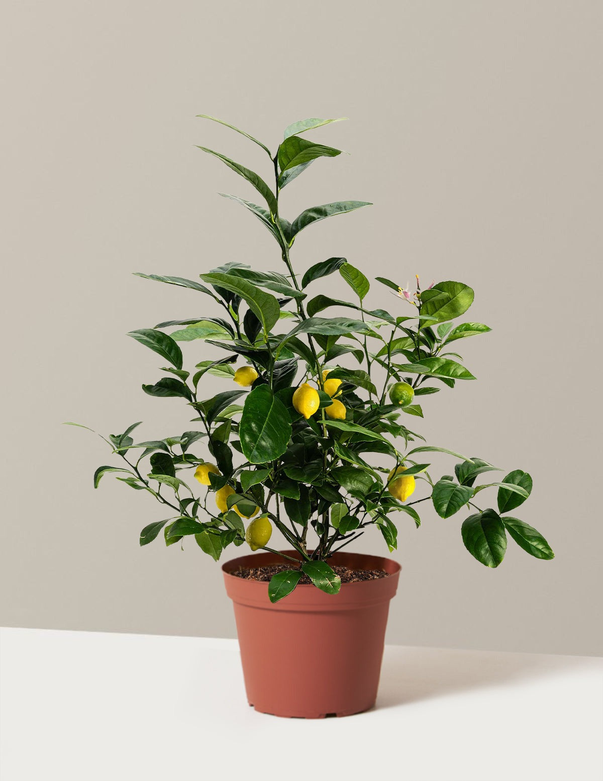 Meyer Lemon