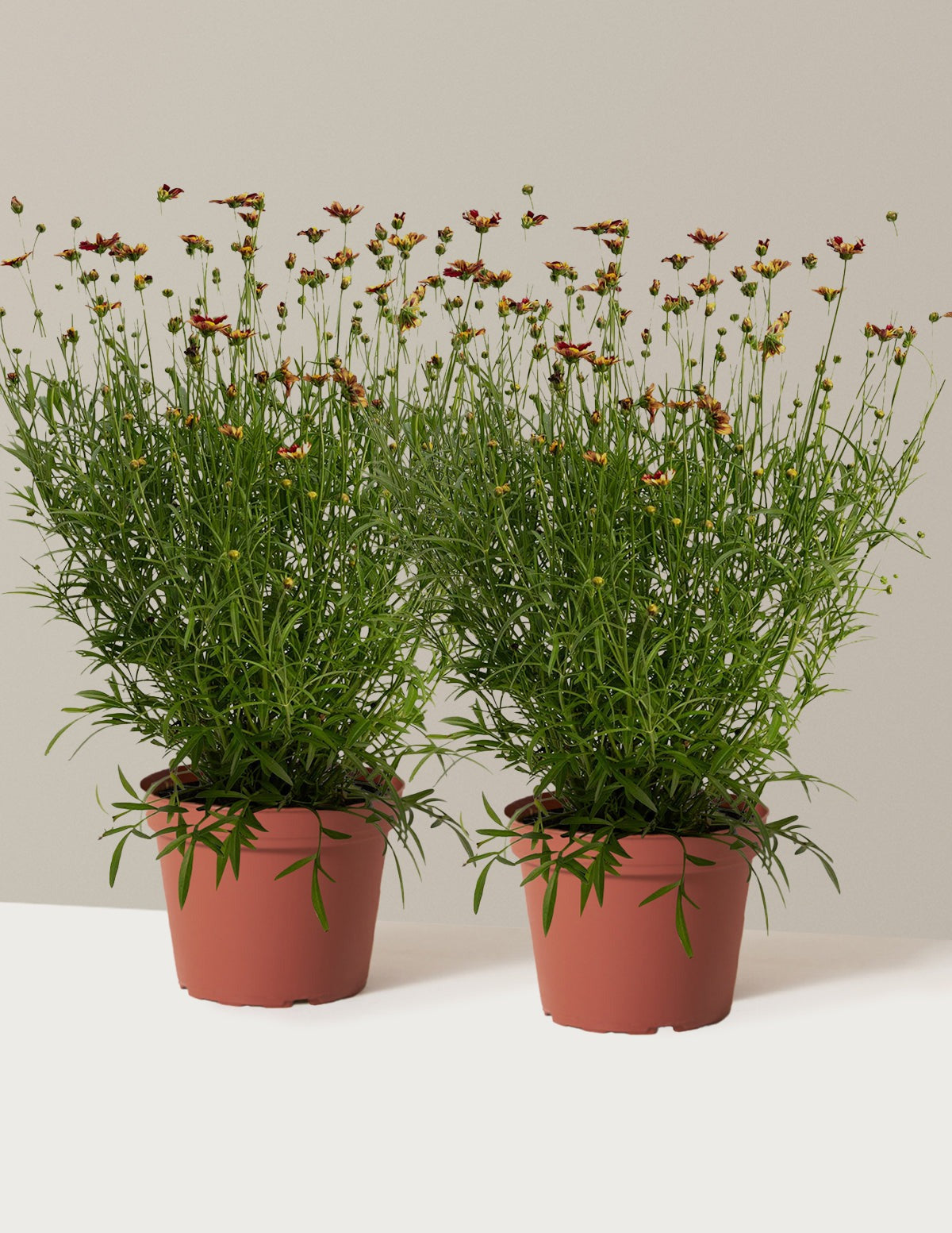 Li'l BangTM Red Elf Coreopsis
